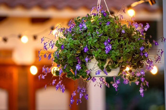Casa De Las Flores Villa de Leyva Ngoại thất bức ảnh
